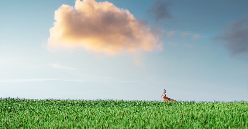 Sustainable Commerce Cloud: Balancing Efficiency and Impact, Blog